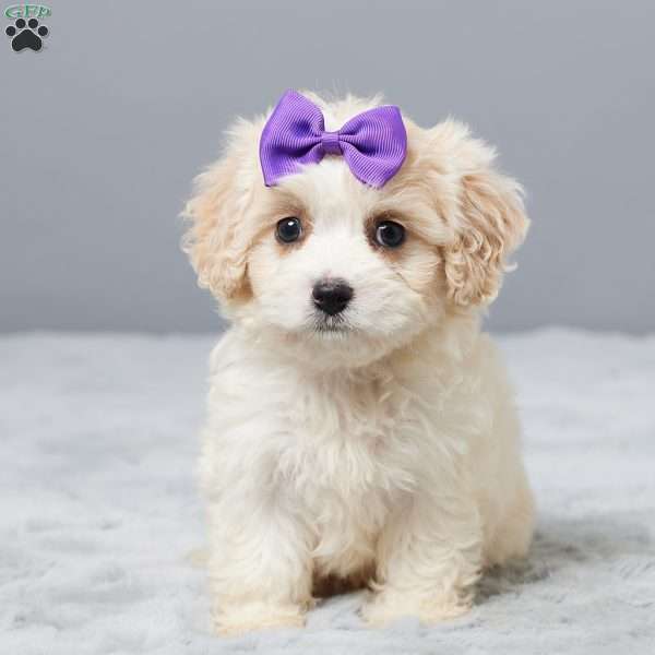 Joy, Cavachon Puppy